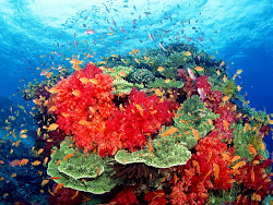 coral reef colorful reefs neon habitats nature actually tiny wallpapers colors light under genesis wallpapersafari glow species many