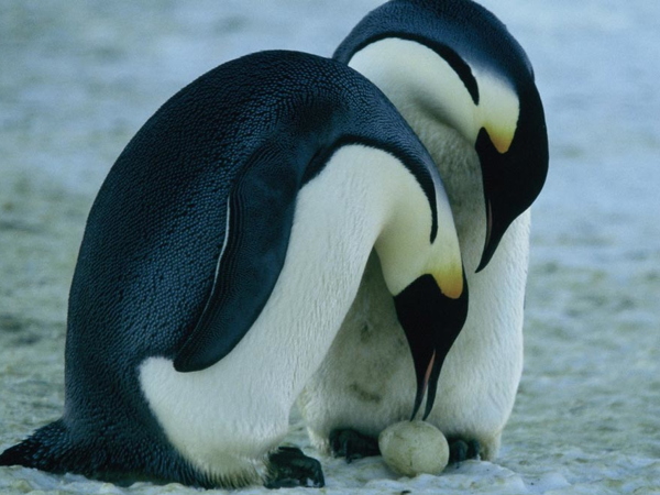 Resultado de imagen para pinguinos incubando juntos