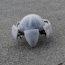Morphex, Concept robot με έξι πόδια προχωράει σαν καβούρι [video]