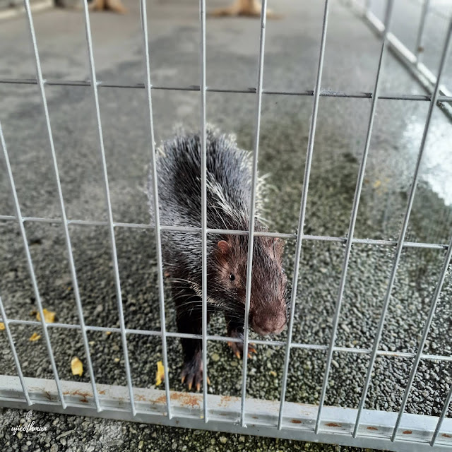 Landak Raya (Malayan Porcupine) Hystrix Brachyura