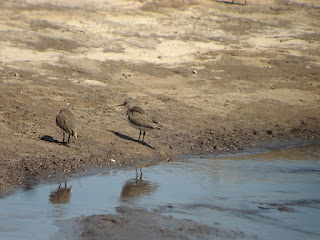 Vencejos, Vencejos y Vencejos Pálidos
