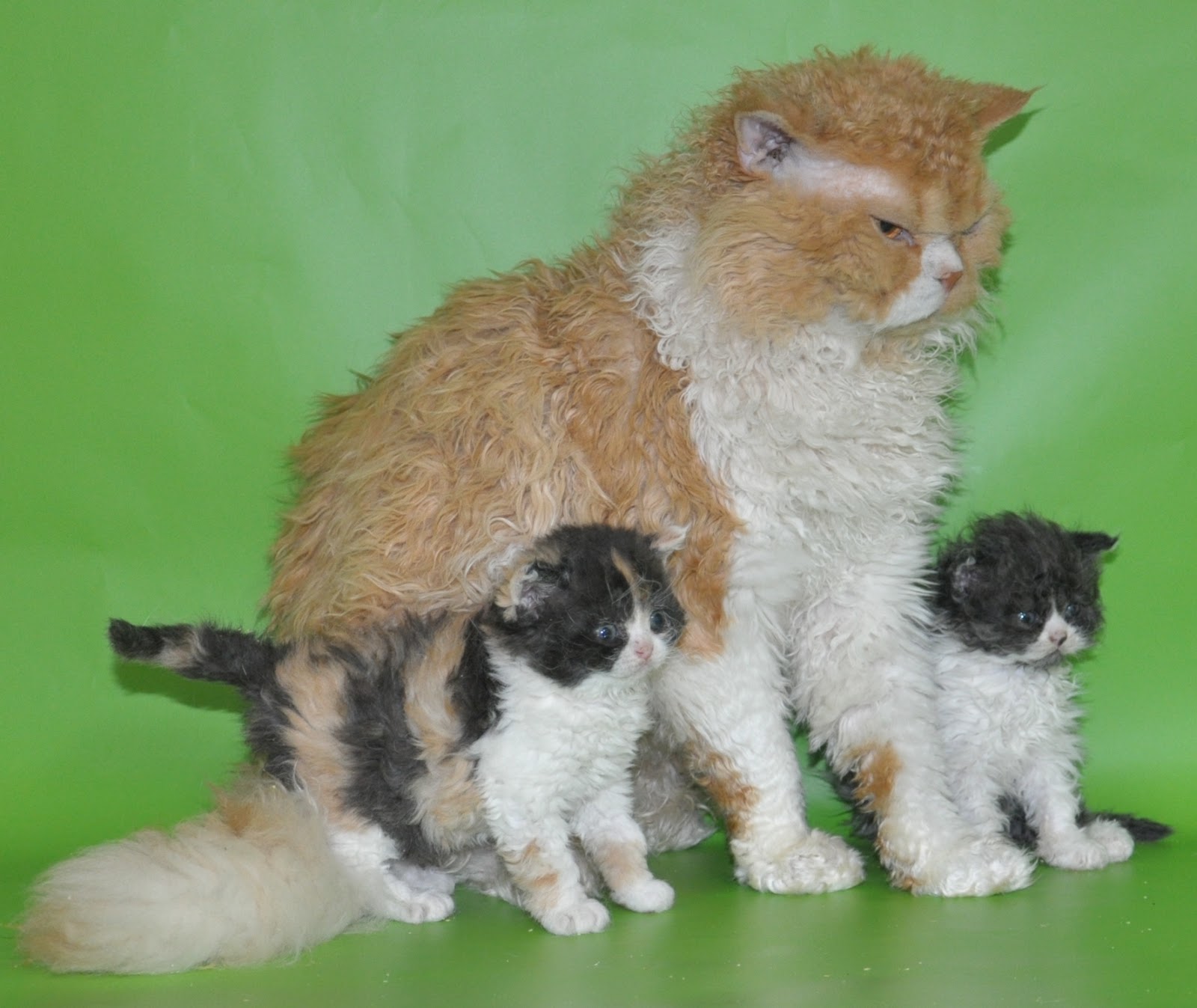 Кучерявые вислоухие кошки