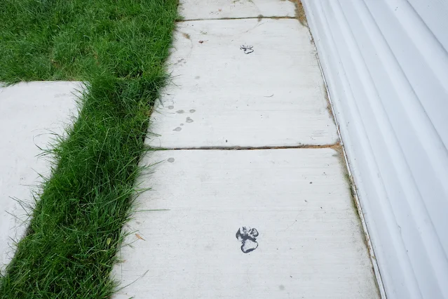 Finn's paint paw prints on concrete walk