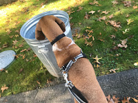 Trash can? Check. Photo of dog and trash can