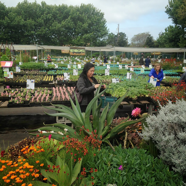 Mike's Urban Garden Annie's Nursery in Richmond, California