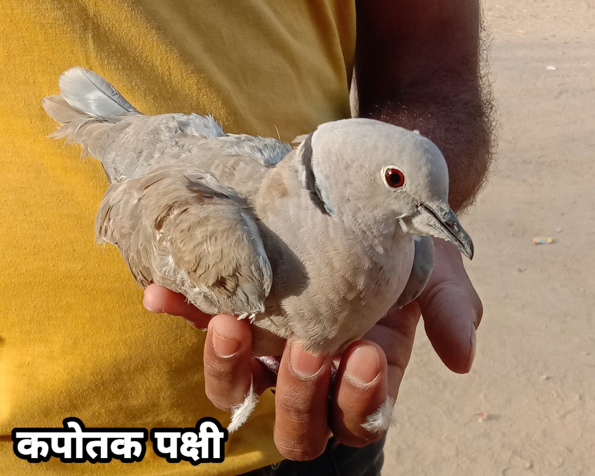 कपोतक पक्षी Dove Bird Information In Hindi Hindi7facts