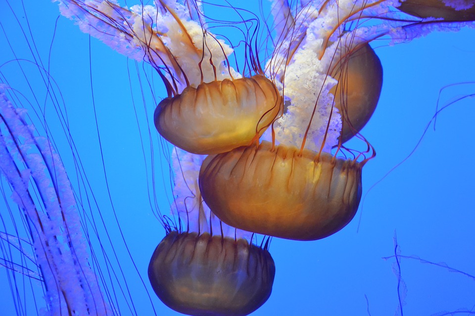 16 Amazing Facts About Jellyfish In Hindi