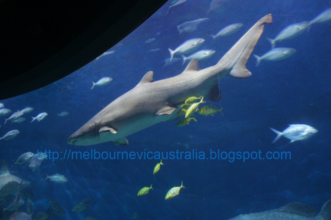 Melbourne Victoria Australia Melbourne Aquarium An Experience Not To