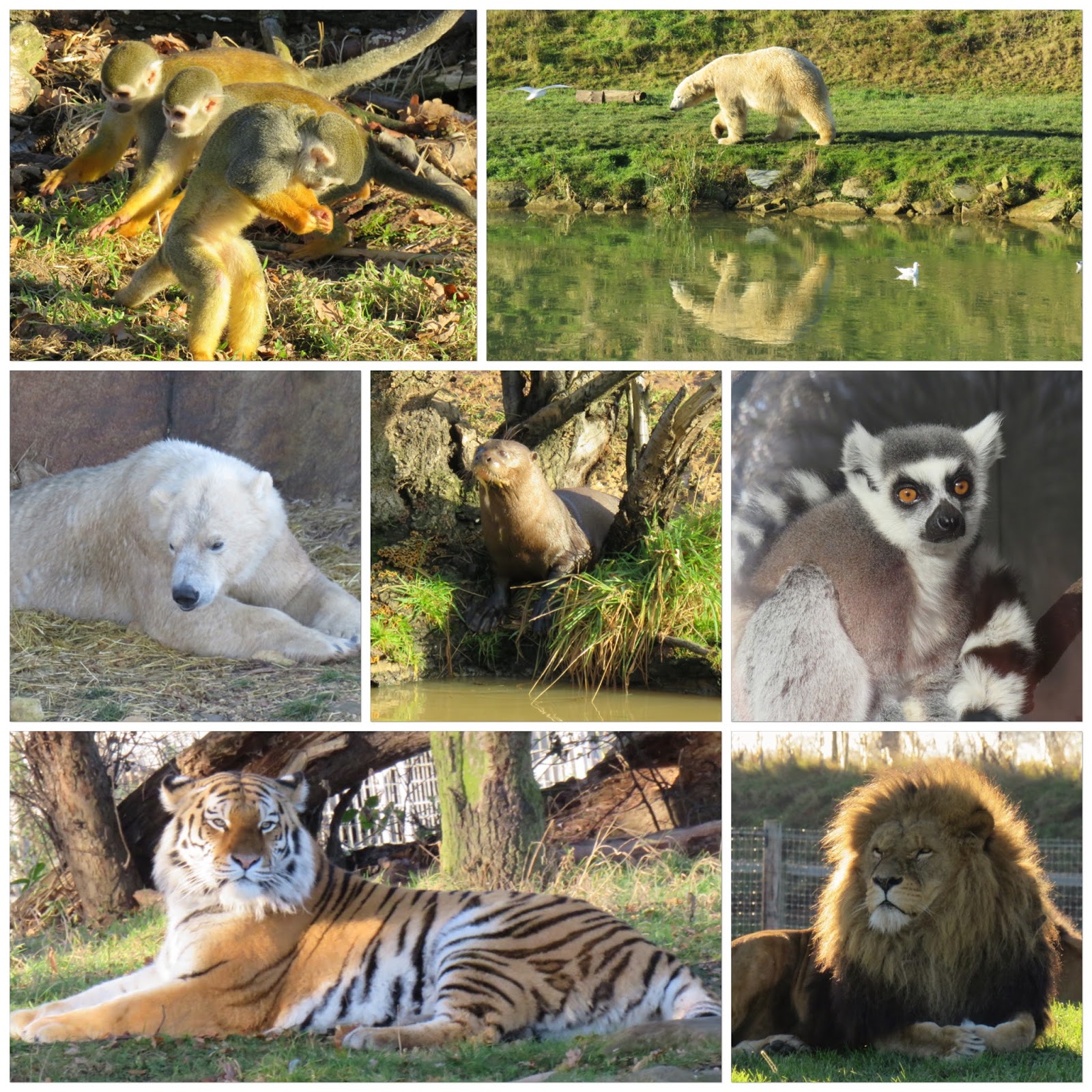 Places to see: Yorkshire Wildlife Park