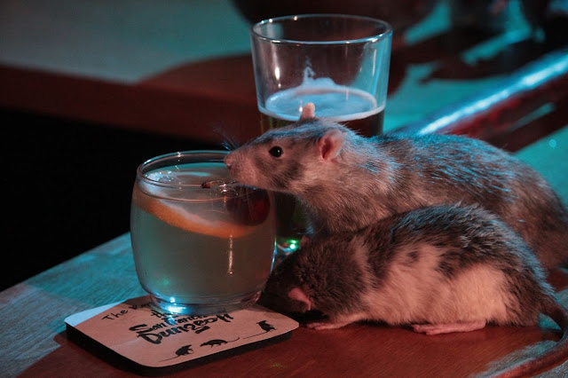 Бар с крысами в Сан-Франциско: Выпей со своим хвостатым другом