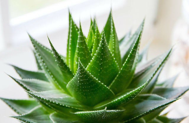 Aloe vera