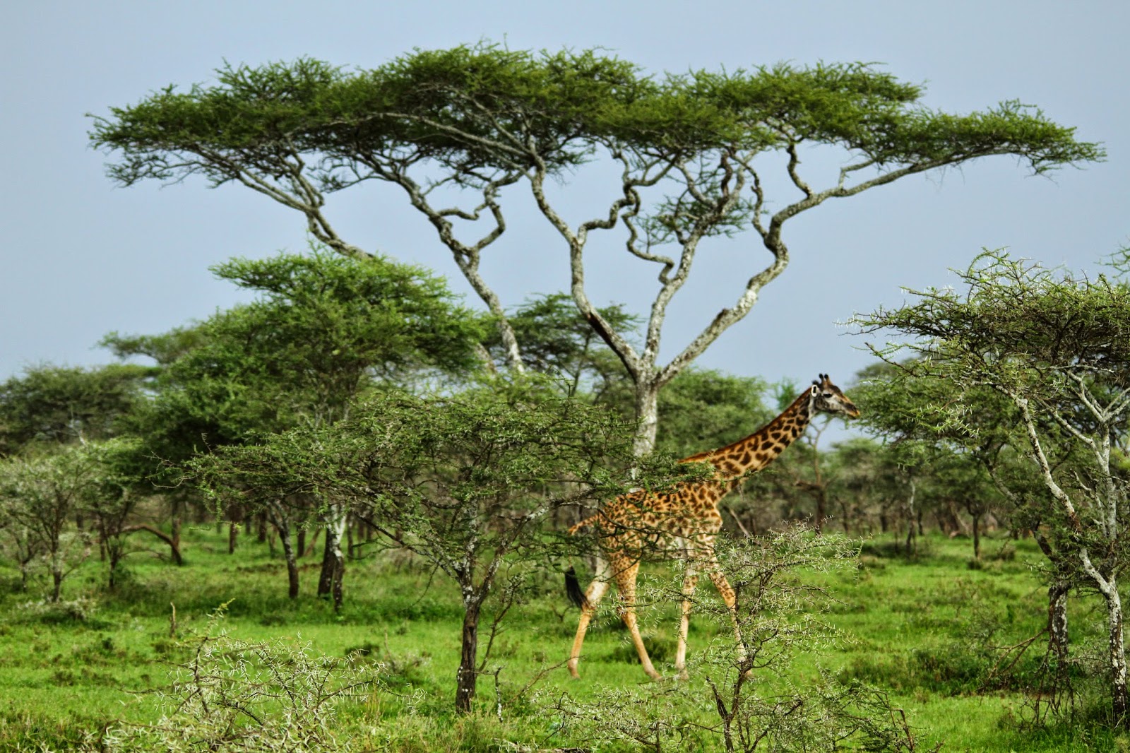 Ver GIRAFAS NO SERENGETI e testemunhar as maravilhas estes animais encantadores | Tanzânia
