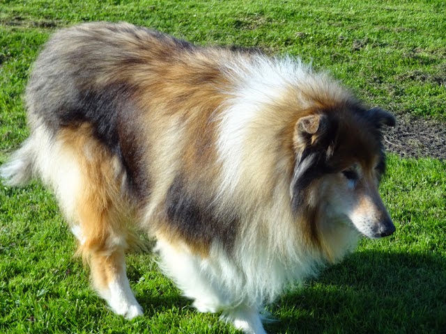 Our handsome Rough Collie - Shadow