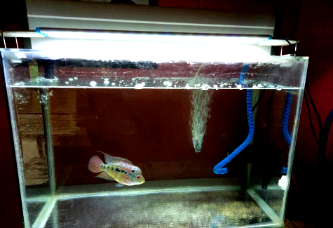 4 Cara Memilih Filter Aquarium Yang Baik Blogikan Com
