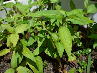  Tanaman Kesum adalah tanaman menjalar yang sering kita jumpai berada disekitar kita Manfaat dan Khasiat Tanaman Kesum (Persicaria Odorata)