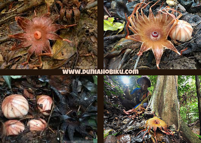 Rhizanthes lowii Tumbuhan Langka Dari Gunung Gede