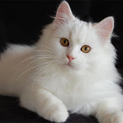  Tips Merawat Kucing Persia dengan Warna Bulu Putih agar Makin Imut