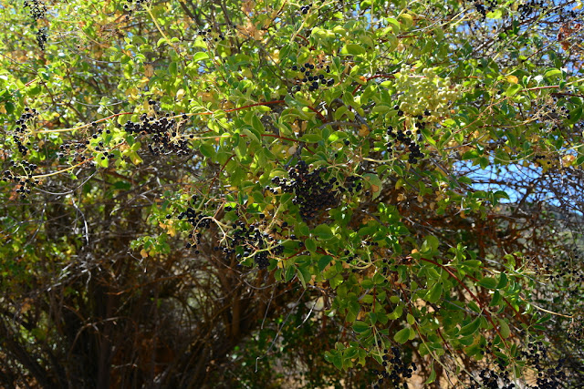 Sambucus cerulea Sambucus cerulea