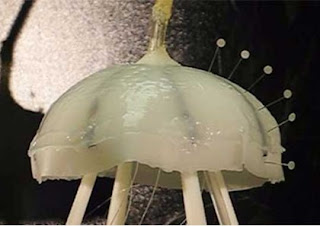 Robot jelly fish