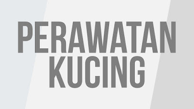 grooming, perawatan kucing, salon kucing, kesehatan kucing