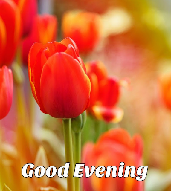 good evening flowers good evening flowers