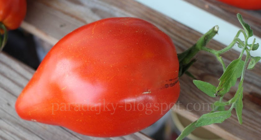 Rozabella paradajky