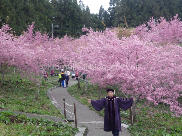 Fushoushan Farm cherry blossoms