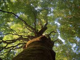 Salud para todos los árboles de la Tierra.