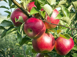 8 Manfaat buah apel
