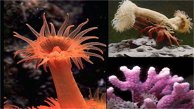 Celentéreos - Cnidarios ~ Con-CIENCIA