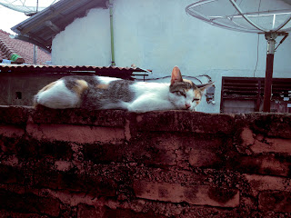 White Striped Cat Feel Sleepy On The Wall