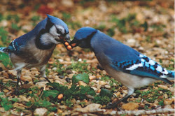 jay male female difference bird between wild birds courtship fascinating entertaining than different pair behavior