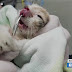 Vet pulls bug from kitten's nose with tweezers