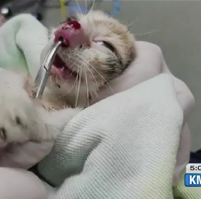 Botfly larva being removed from a young kitten's nose