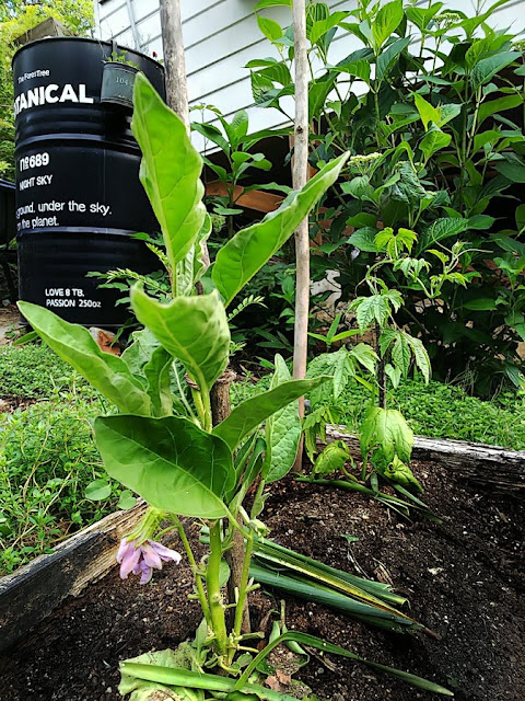 First flower of Eggplant 2019 with Goya. 連作のローテーションをふまえた茄子とゴーヤの定植