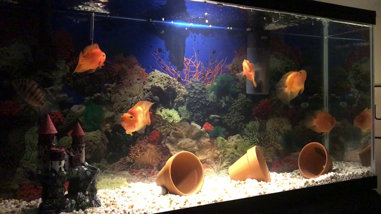 why parrot fish keep dying What Size Tank Is Needed for parrot fish?