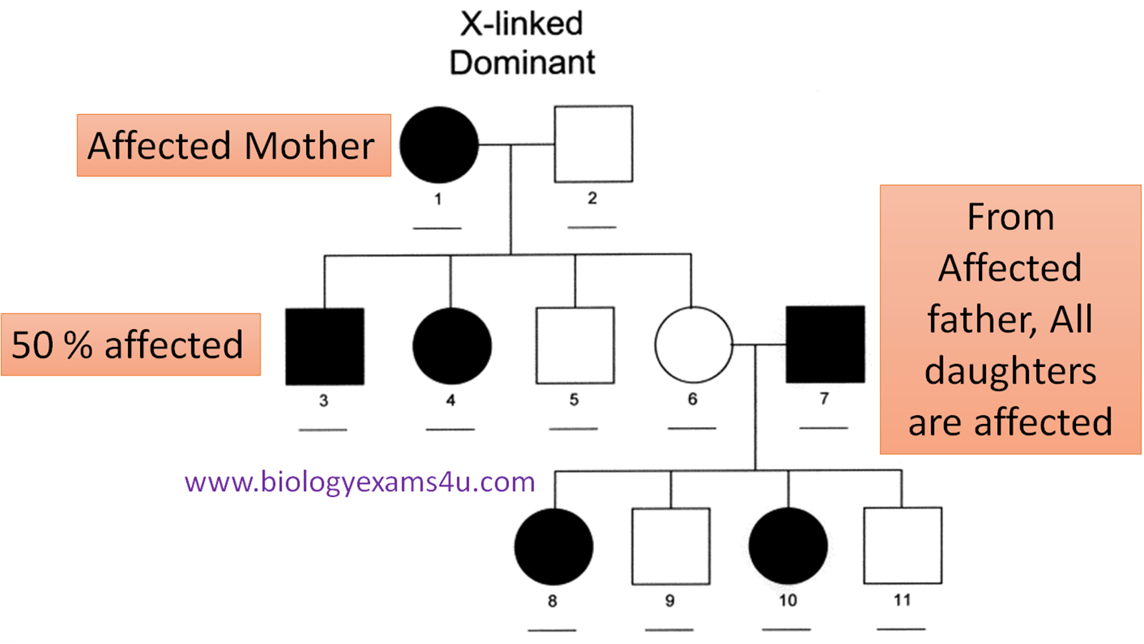 Pedigree Analysis meaning, Inheritance Pattern and Problem Solving tips