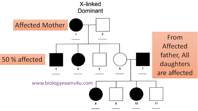 X-Linked Dominant Trait pedigree charcteristics