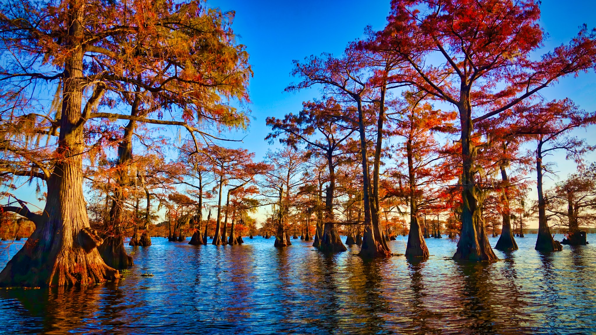 Riding The Horizon: CADDO LAKE COLORS