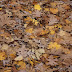 Keep Fall Leaves for Year-Round Benefit