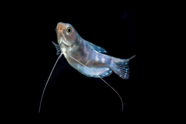 Feeding Gourami fish