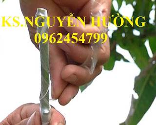 Cung cấp băng ghép cây tự hủy, dây ghép cây tự hủy, giao hàng toàn quốc