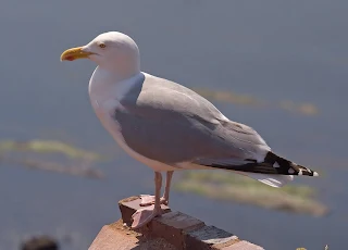 النورس الفضي   European Herring Gull