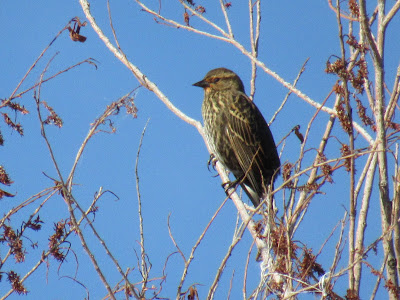 Sacramento National Wildlife Refuge