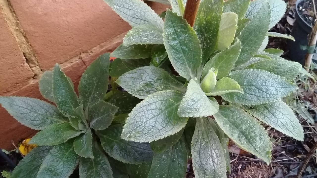 UK Gardening Digitalis Foxlight Rose Ivory