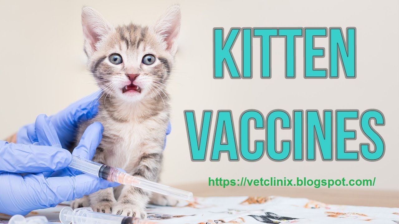Kitten Vaccines A Comprehensive guide to cat vaccination
