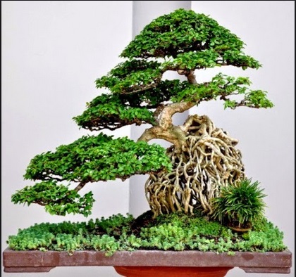  Akar  Bonsai  Yang Unik