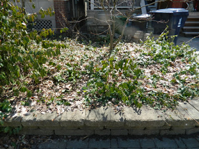 Riverdale Spring Cleanup Front Raised Bed Before by Paul Jung Gardening Services--a Toronto Organic Gardening Company Riverdale Spring Cleanup Front Raised Bed Before by Paul Jung Gardening Services--a Toronto Organic Gardening Company