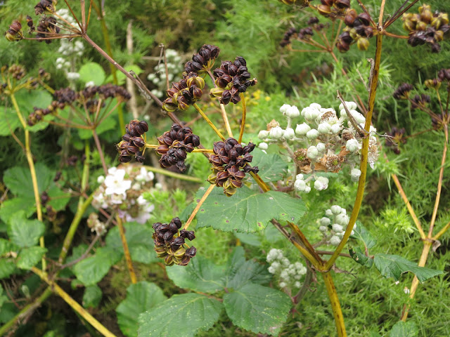 Alexander seeds and Blackberry flowers.
