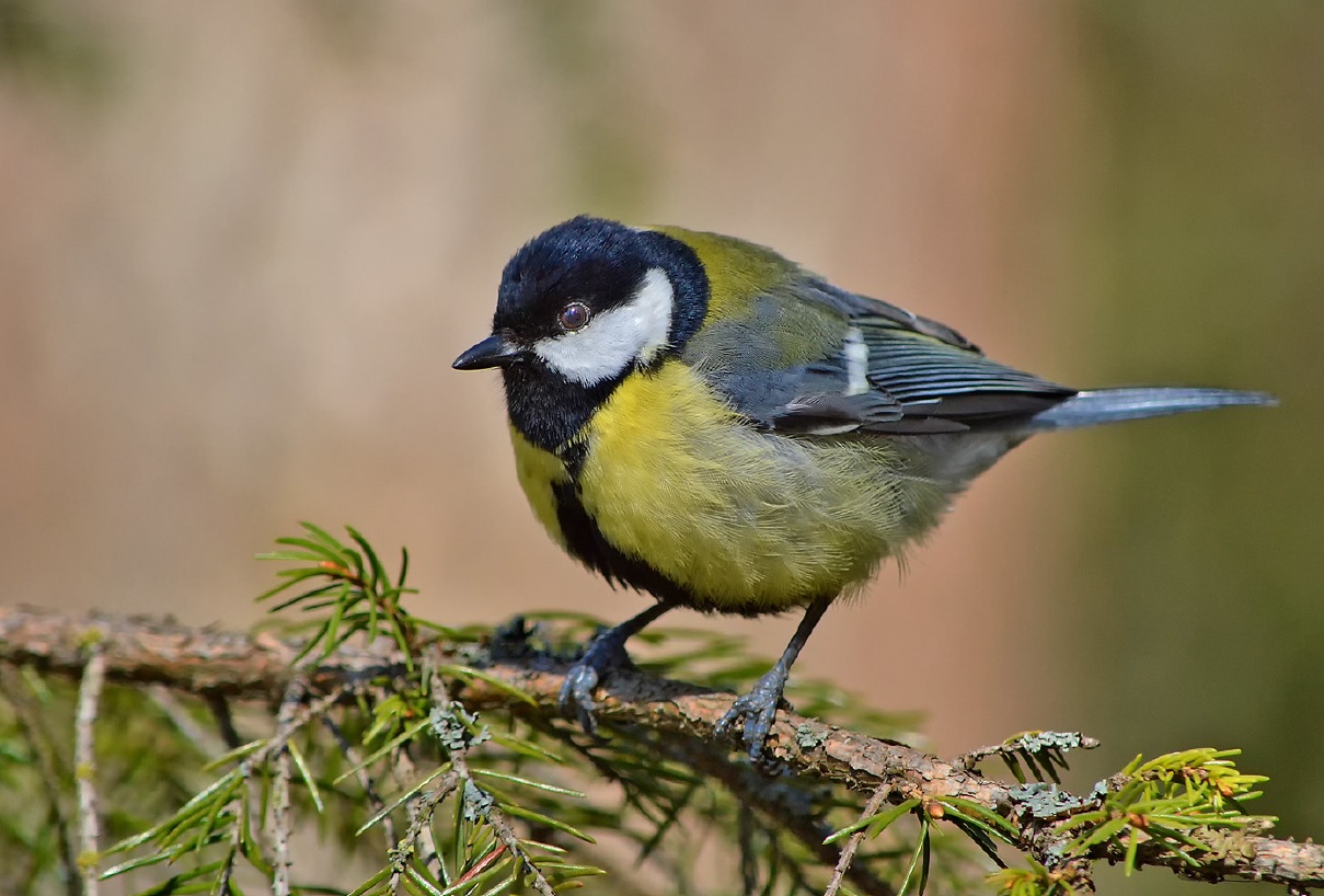 Синицы и корольки попискивают. Настоящие синицы. Синицы и корольки попискивают. Синицы и корольки попискивают. Синицы забайкалья.